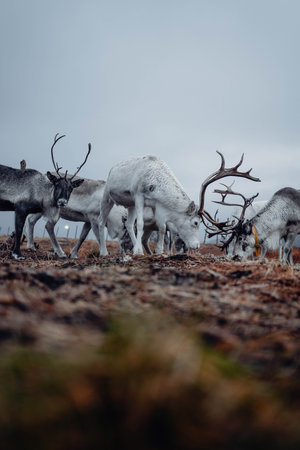 Shot on the 13th of November 2022 in Tromso, Norway in the arctic circle!の写真素材