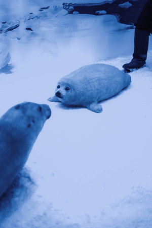 Seals in the arctic museum in Tromso, Norwayの写真素材