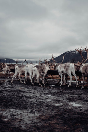 Reindeer herd on farm in the arctic circle near Tromso, Norwayの写真素材
