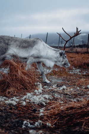 Grey reindeer walking along muddy ground in the arctic near Tromso, Norwayの写真素材