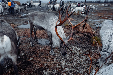 Reindeers eating lichen off the muddy ground near Tromso, Norwayの写真素材