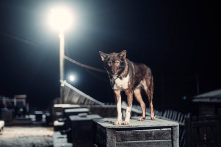 Husky looking at camera stood on kennel in husky park near Tromso, Norway