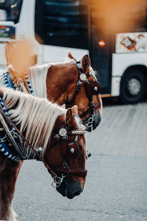 Horses stood next to road outside Helsinki central train station in Finlandの写真素材