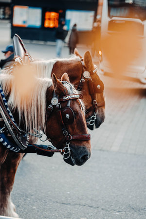 Horses in front of carriage next to roadの写真素材