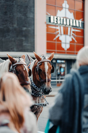 Horses waiting to pull cart outside Helsinki central train stationの写真素材