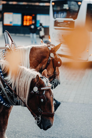 Horses waiting to pull tourists on carriage at Helsinki central train stationの写真素材