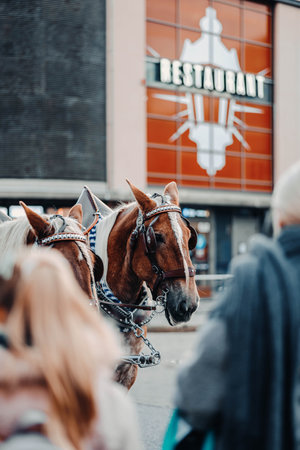 People walking past horses outsideの写真素材