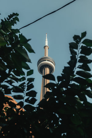 Top of the CN Tower behind leaves in sunny blue sky in Toronto, Ontarioの写真素材