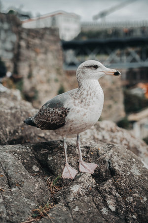 Shot on the 12th of February 2023 in Porto, Portugal.の写真素材