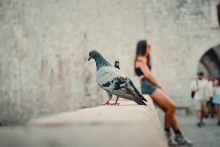 Pigeon looking over brick wall outside Dubrovnik old town city wall, Croatiaの写真素材