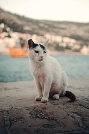 White stray cat by the sea outside Dubrovnik old town city wall, Croatiaの写真素材