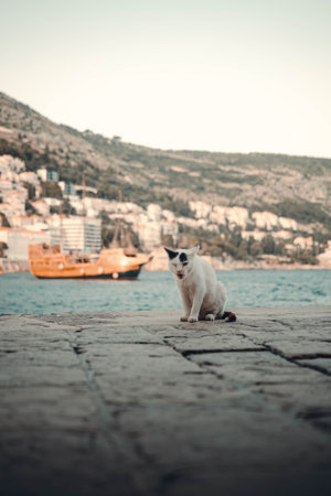 White stray cat yawning outside Dubrovnik old town city wall, Croatiaの写真素材