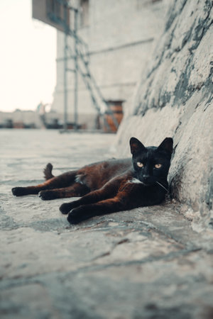 Black stray cat leaning against Dubrovnik old town city wall, Croatiaの写真素材