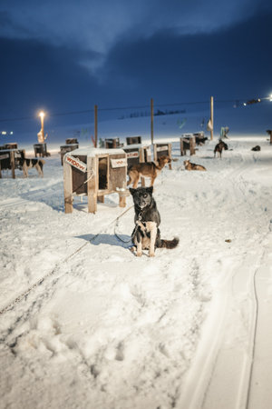 Husky pup sat in the snow in husky park in Longyearbyen, Svalbardの写真素材