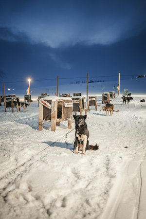 Black husky in husky park in Longyearbyen, Svalbard sat in the snowの写真素材