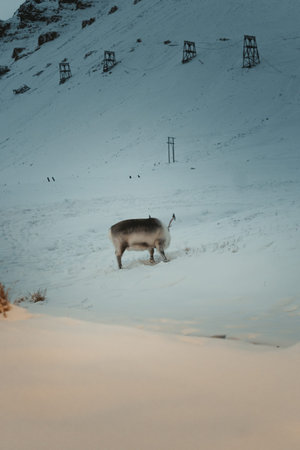 Reindeer on snowy hillside looking for food in Longyearbyen, Svalbardの写真素材