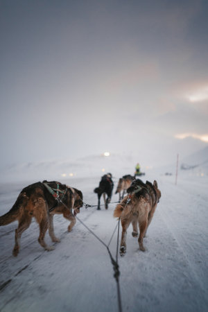 Huskies running down icy road at sunrise outside Longyearbyen, Svalbardの写真素材
