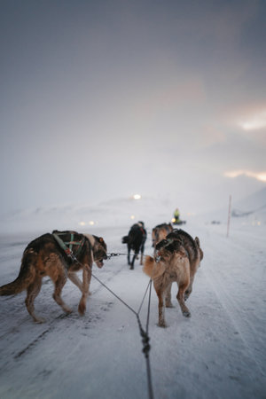 Huskies running down road outside Longyearbyen, Svalbard at sunriseの写真素材