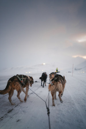 Huskies running down snowy road at sunrise outside Longyearbyen, Svalbardの写真素材