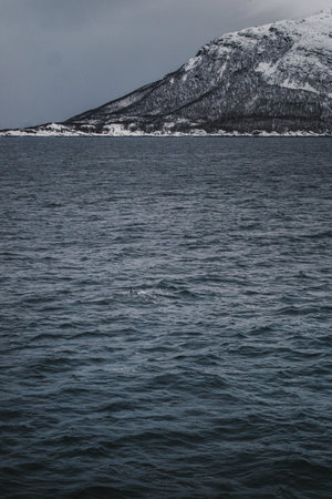 Orca fin in the icy arctic ocean in the Lyngen Alps in northern Norwayの写真素材