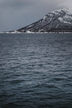 Orca fin in the cold arctic ocean in the Lyngen Alps in northern Norwayの写真素材