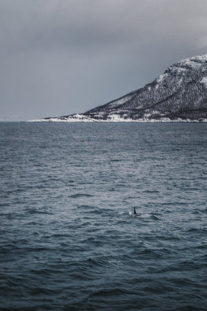 Black orca fin in the arctic ocean in the Lyngen Alps in northern Norwayの写真素材