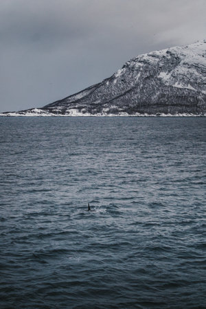 Orca fin in the arctic ocean in the Lyngen Alps in northern arctic Norwayの写真素材