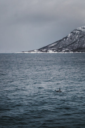Orca fin in the arctic ocean in the Lyngen Alps in northern Norway in winterの写真素材