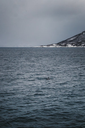 Orca in the arctic ocean in the Lyngen Alps in northern Norway in winterの写真素材