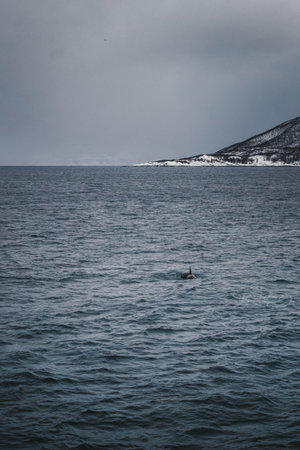 Orca in the arctic ocean in the Lyngen Alps in northern arctic Norwayの写真素材