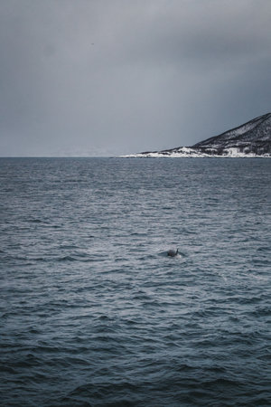 Orca in the arctic ocean in the Lyngen Alps in northern Norwayの写真素材