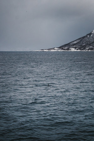Orca in the arctic ocean in winter in the Lyngen Alps in northern Norwayの写真素材