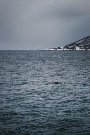 Orca in the arctic ocean in the snowy Lyngen Alps in northern Norwayの写真素材