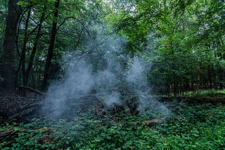 Fog in the forestの写真素材