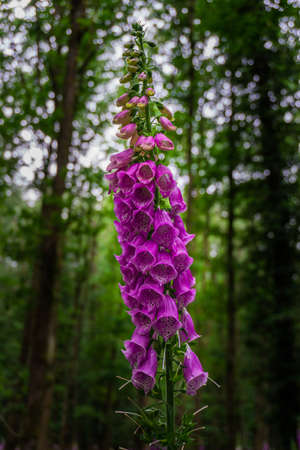 Foxglove flower in a fairytale forestの写真素材
