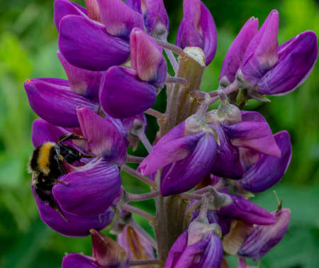 Purple iris flower with bumblebeeの写真素材