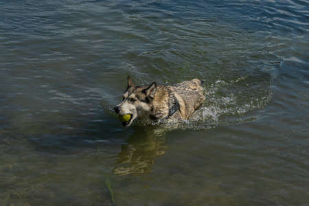 Husky dog swimming in a lake with ballの写真素材