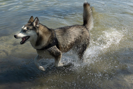 Husky dog running in water