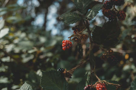 red berries on a branch of a treeの写真素材