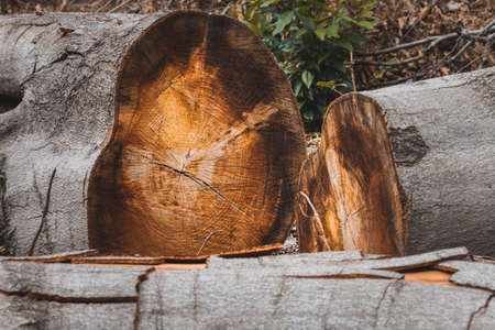 large tree trunk in the forest that was cutの写真素材