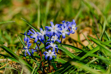 blue stars with fully opened flowersの写真素材