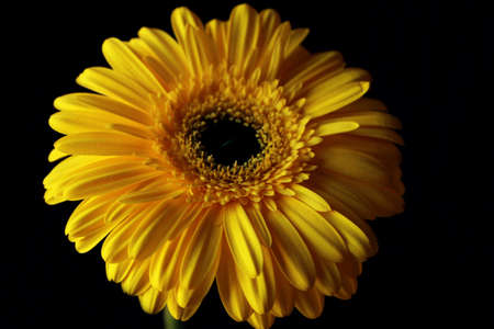 A yellow flower の写真素材