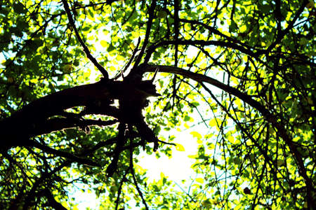 Beautiful view from under a tree の写真素材