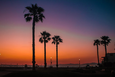 Palm trees sunset