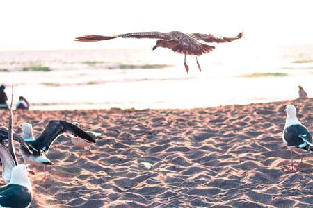 Flying Sea Gullsの写真素材