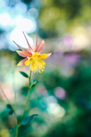 Flower in Davis CAの写真素材