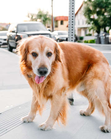 Golden Retrieverの写真素材