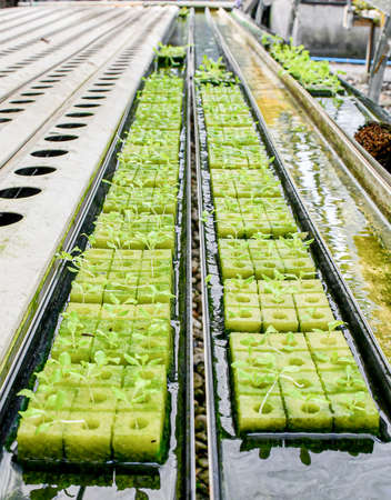 Selective focus Fresh green cos salad on organic farms.の写真素材