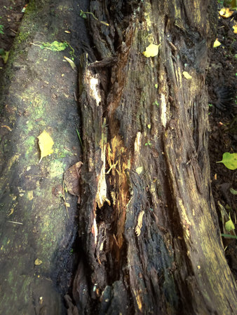 fragile tree trunk