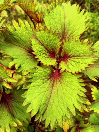Nature Leaf tree garden
